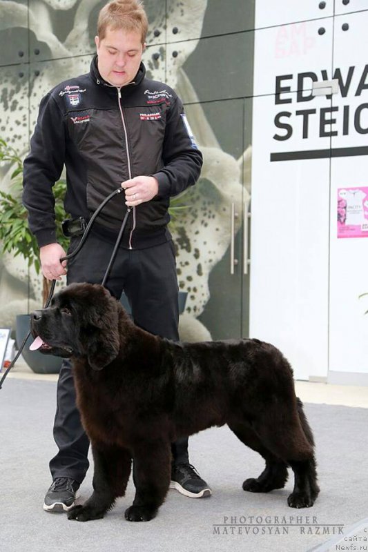Фото: ньюфаундленд Супер Премиум Царь Баловень