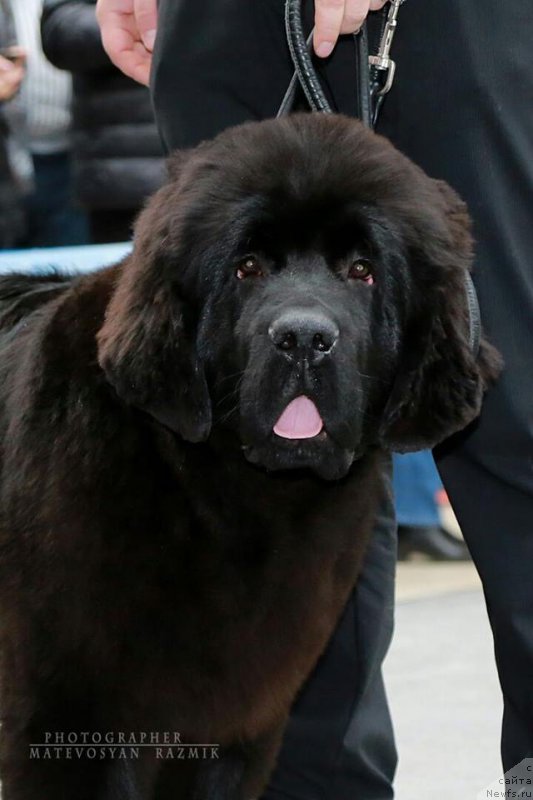 Фото: ньюфаундленд Супер Премиум Царь Баловень