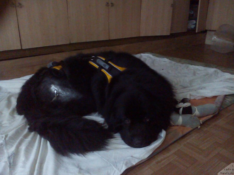 Фото: ньюфаундленд Преданный Друг