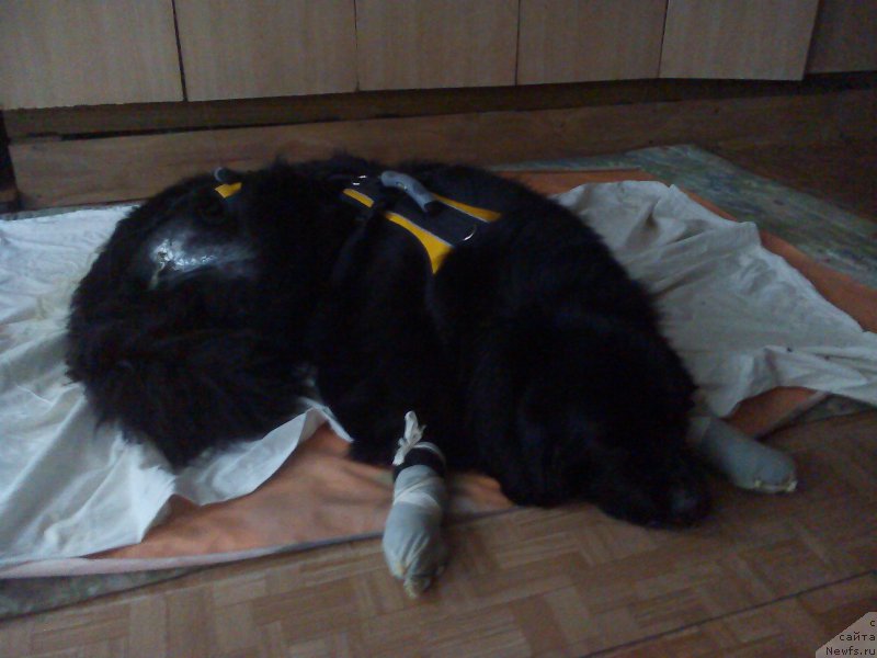 Фото: ньюфаундленд Преданный Друг