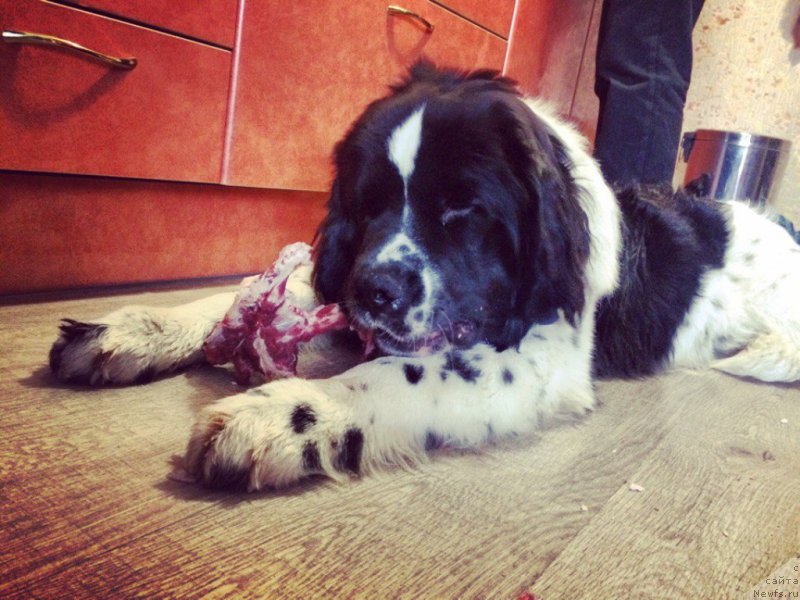 Фото: ньюфаундленд Беринг от Карельских Медведей