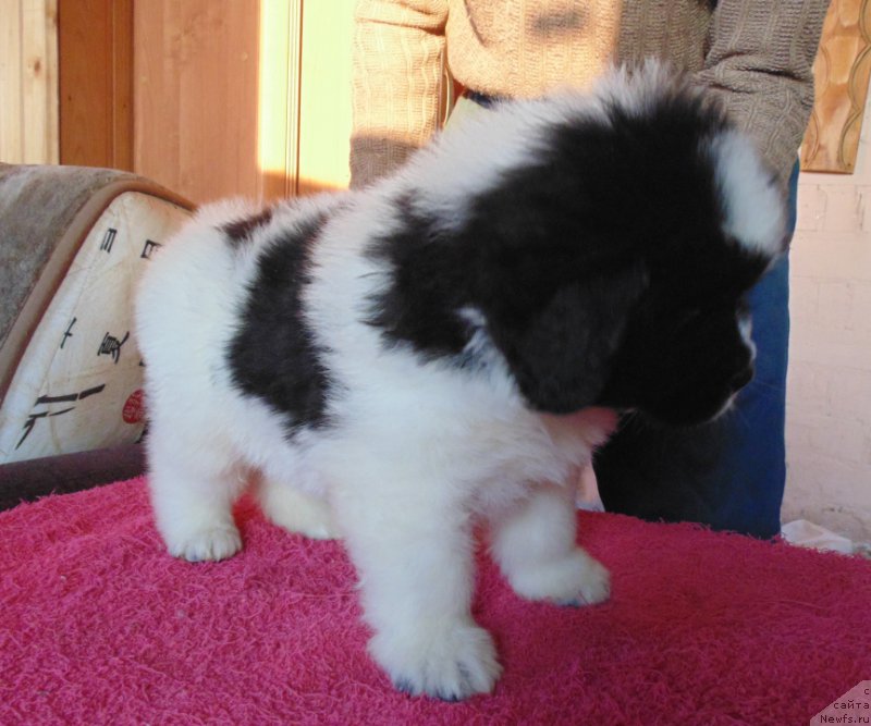 Фото: ньюфаундленд Вяйнемяйнен от Карельских Медведей