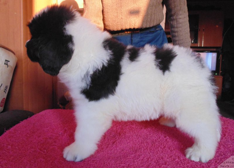 Фото: ньюфаундленд Викинг от Карельских Медведей (Viking ot Karelskikh Medvedey)