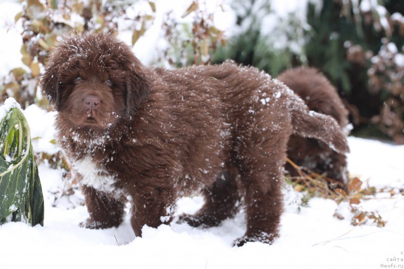 Фото: ньюфаундленд Браунблад МСК Абрамс-Стронг (Brownblood MSK Abrams-Strong)