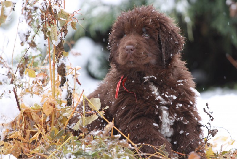 Фото: ньюфаундленд Браунблад МСК Ауди Рэд Лэсс (Brownblood MSK Audi Red Less)