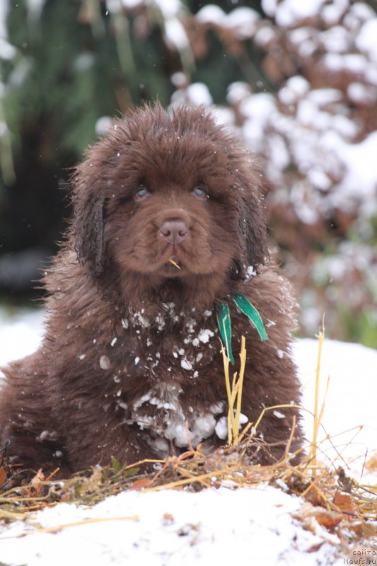 Фото: ньюфаундленд Браунблад МСК Аназер Лав Тендер Эбони (Brownblood MSK Another Love Tender Ebony)