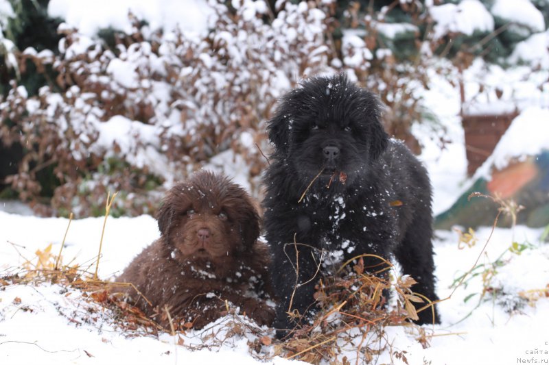 Фото: ньюфаундленд Браунблад МСК Амадей-Дефендер (Brownblood MSK Amadey-Defender)