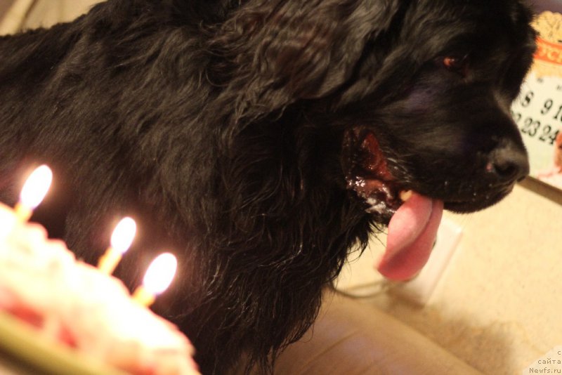 Фото: ньюфаундленд Валмонд Победитель (Valmond Pobeditel)