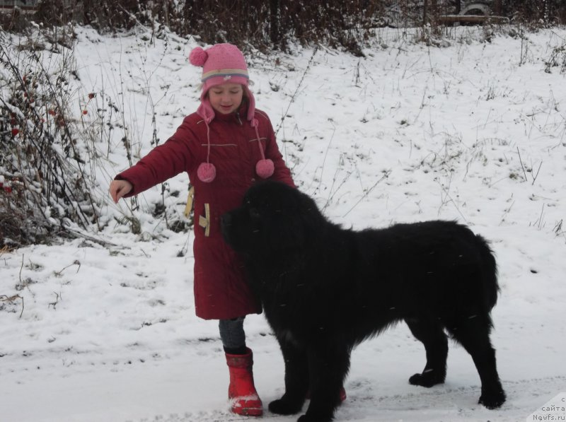 Фото: ньюфаундленд Смигар Билив Ми Ай’м Доктор (Smigar Believe me I’m Doctor)
