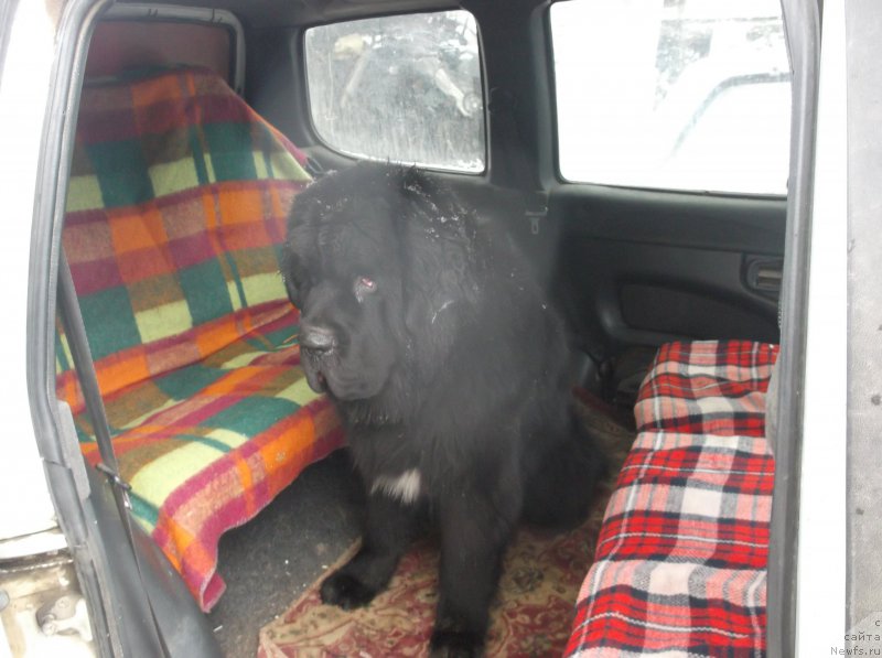 Фото: ньюфаундленд Смигар Билив Ми Ай’м Доктор (Smigar Believe me I’m Doctor)