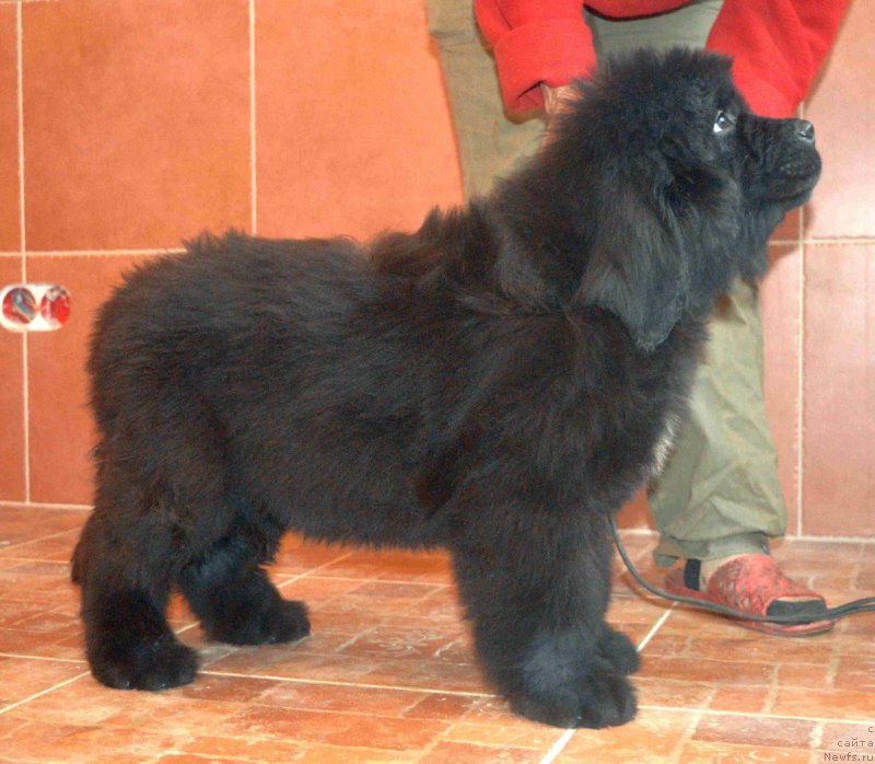 Фото: ньюфаундленд Lufsenburgs Ulli Utopih