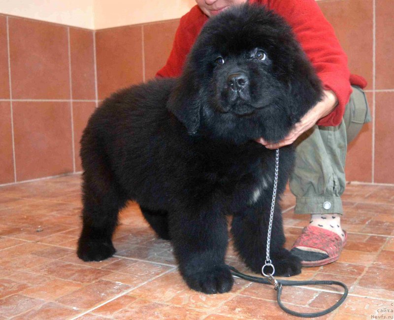 Фото: ньюфаундленд Lufsenburgs Ulli Utopih