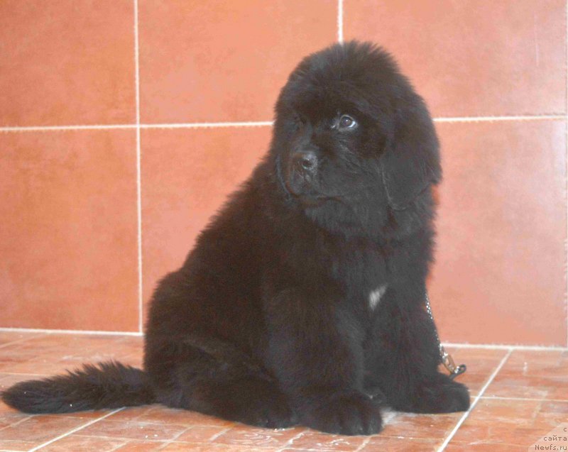 Фото: ньюфаундленд Анджело Орсо Белла Донна (Angelo Orso Bella Donna)