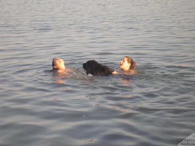 Фото: ньюфаундленд Оттава (Ottava)