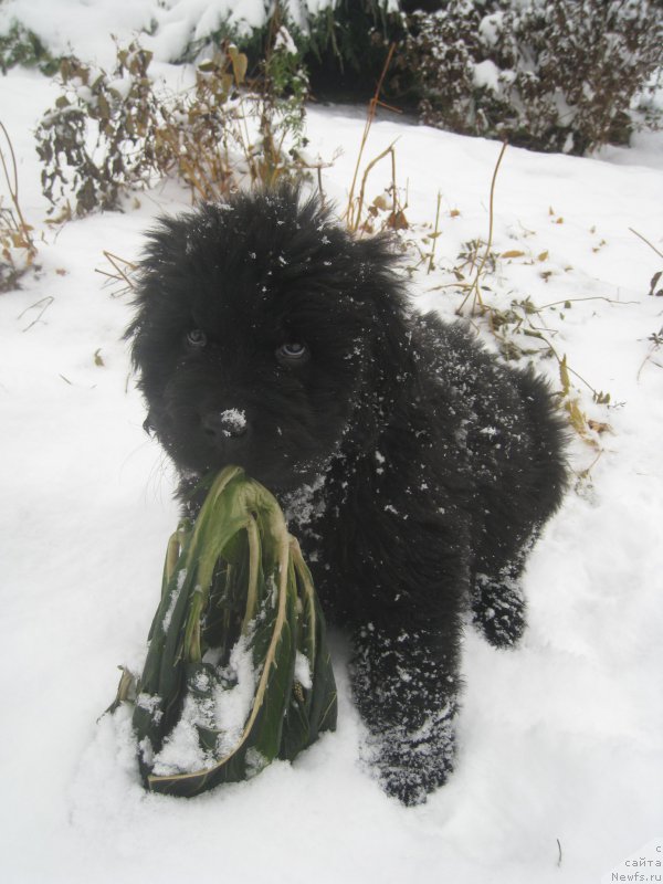 Фото: ньюфаундленд Браунблад МСК Амадей-Дефендер (Brownblood MSK Amadey-Defender)