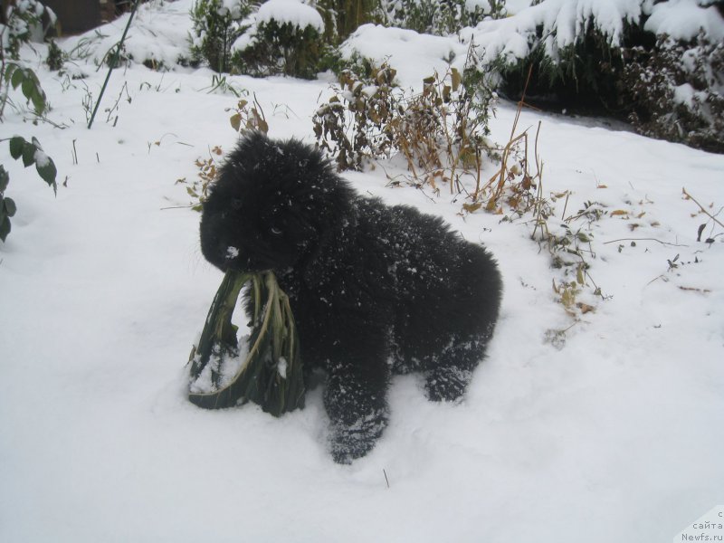 Фото: ньюфаундленд Браунблад МСК Амадей-Дефендер (Brownblood MSK Amadey-Defender)