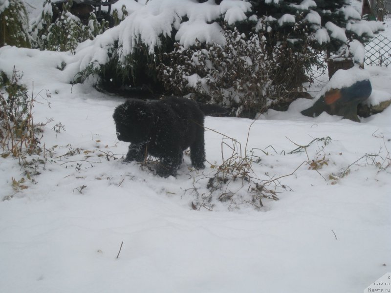 Фото: ньюфаундленд Браунблад МСК Амадей-Дефендер (Brownblood MSK Amadey-Defender)