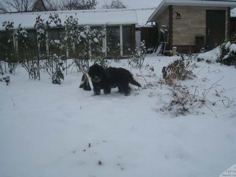 Фото: ньюфаундленд Браунблад МСК Амадей-Дефендер (Brownblood MSK Amadey-Defender)