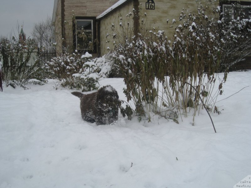Фото: ньюфаундленд Браунблад МСК Аназер Лав Тендер Эбони (Brownblood MSK Another Love Tender Ebony)