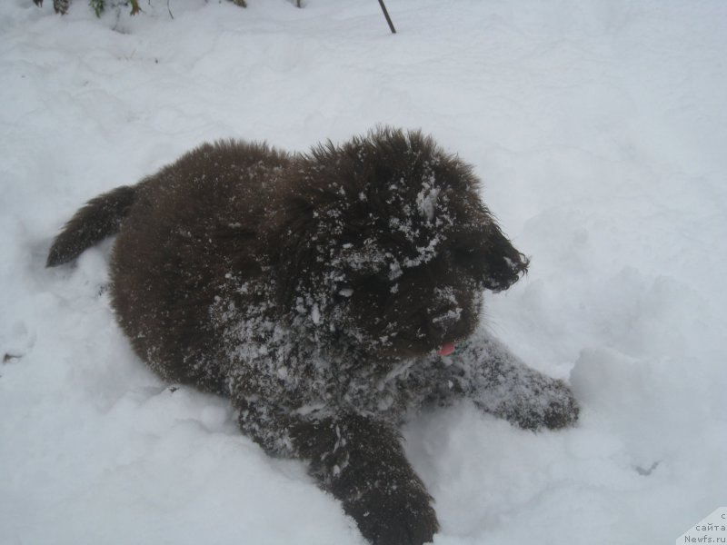 Фото: ньюфаундленд Браунблад МСК Аназер Лав Тендер Эбони (Brownblood MSK Another Love Tender Ebony)