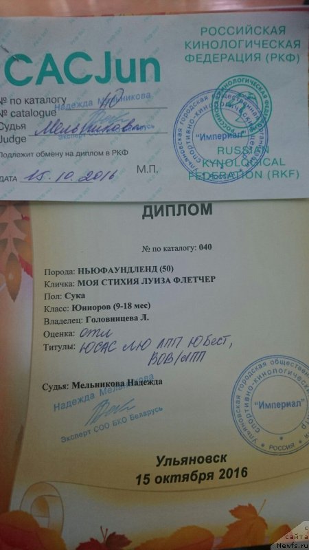 Фото: ньюфаундленд Моя Стихия Луиза Флетчер