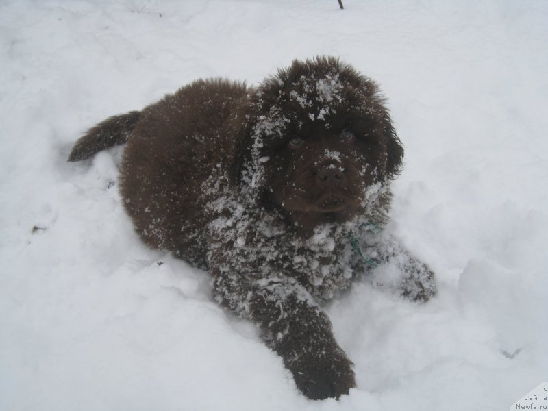 Фото: ньюфаундленд Браунблад МСК Аназер Лав Тендер Эбони (Brownblood MSK Another Love Tender Ebony)