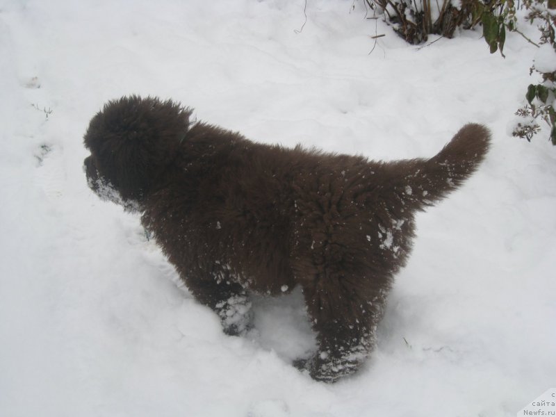 Фото: ньюфаундленд Браунблад МСК Аназер Лав Тендер Эбони (Brownblood MSK Another Love Tender Ebony)