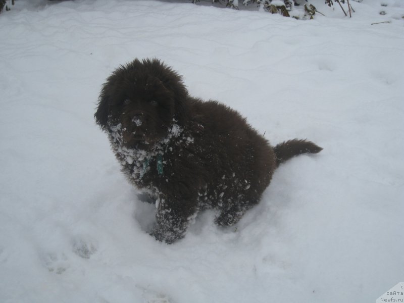 Фото: ньюфаундленд Браунблад МСК Аназер Лав Тендер Эбони (Brownblood MSK Another Love Tender Ebony)