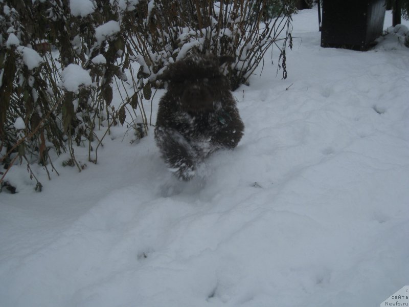 Фото: ньюфаундленд Браунблад МСК Аназер Лав Тендер Эбони (Brownblood MSK Another Love Tender Ebony)