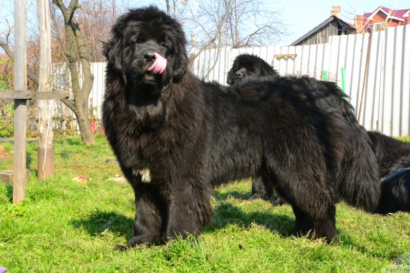 Фото: ньюфаундленд Талисман Моря Ла-Валетта