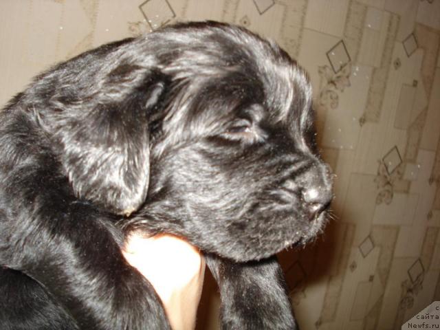 Фото: ньюфаундленд Маг Исполин Борислава для Ольги