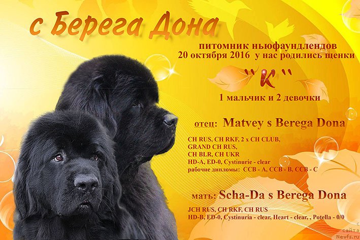 Фотография № 216242