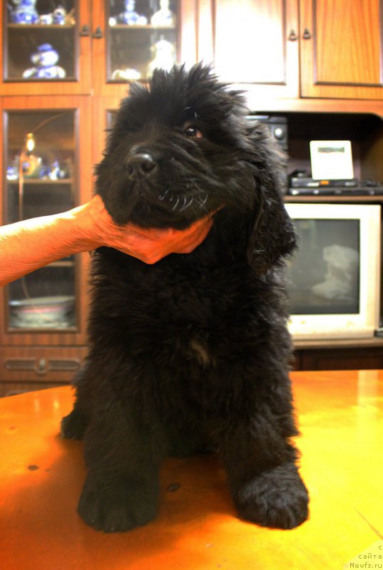 Фотография № 216245