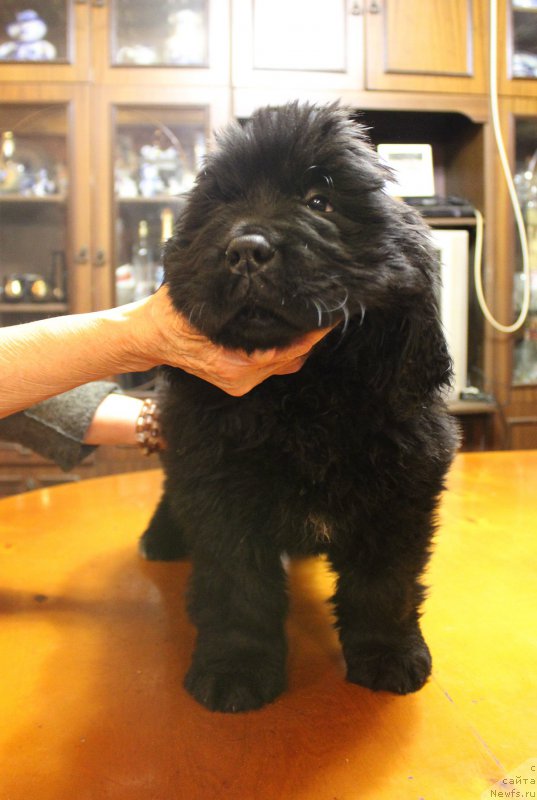 Фото: ньюфаундленд Браунблад МСК Амадей-Дефендер (Brownblood MSK Amadey-Defender)