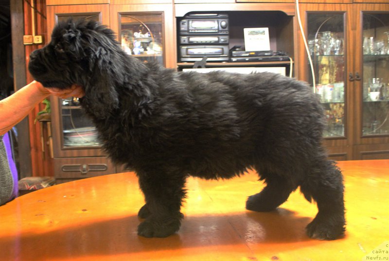 Фото: ньюфаундленд Браунблад МСК Амадей-Дефендер (Brownblood MSK Amadey-Defender)