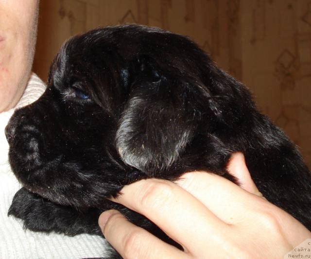 Фото: ньюфаундленд Маг Исполин Борислава для Ольги