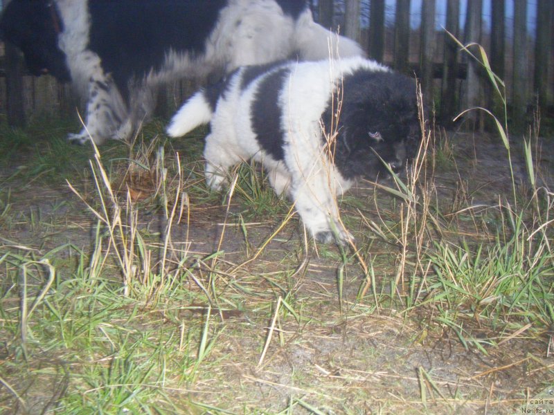 Фото: ньюфаундленд Ise King Zefir Super Mishka