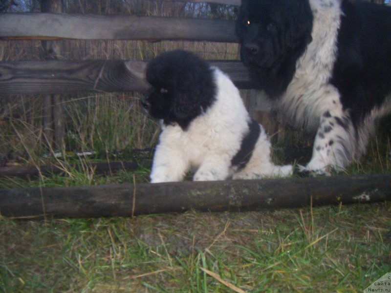 Фото: ньюфаундленд Ise King Zefir Super Mishka