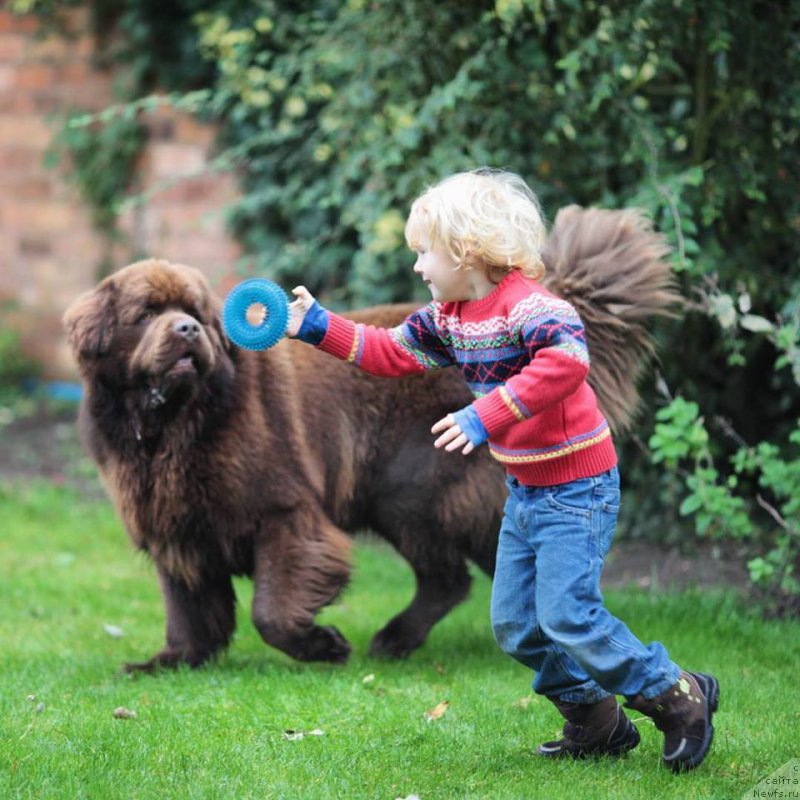Фото: ньюфаундленд Нобл Кинг Май Лорд Симба