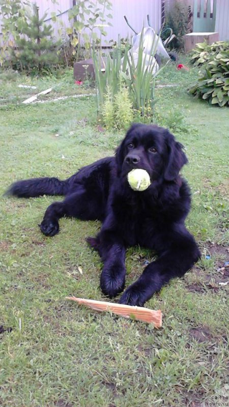 Фото: ньюфаундленд Челеста Ремаркабл Венч