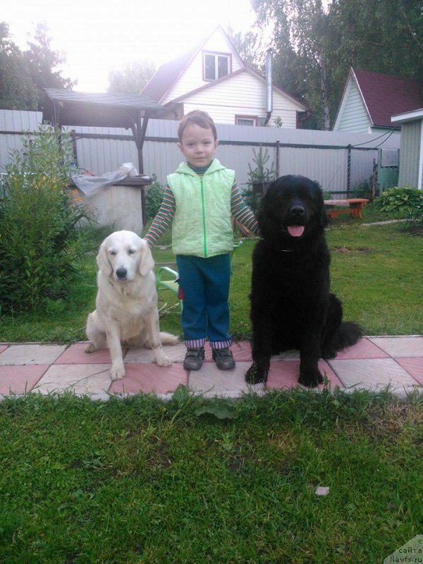 Фото: ньюфаундленд Челеста Ремаркабл Венч