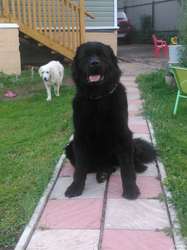 Фото: ньюфаундленд Челеста Ремаркабл Венч