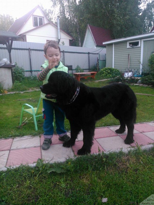 Фото: ньюфаундленд Челеста Ремаркабл Венч