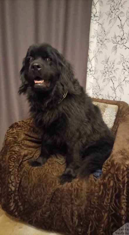 Фото: ньюфаундленд Челеста Ремаркабл Венч