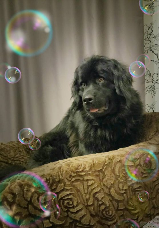 Фото: ньюфаундленд Челеста Ремаркабл Венч