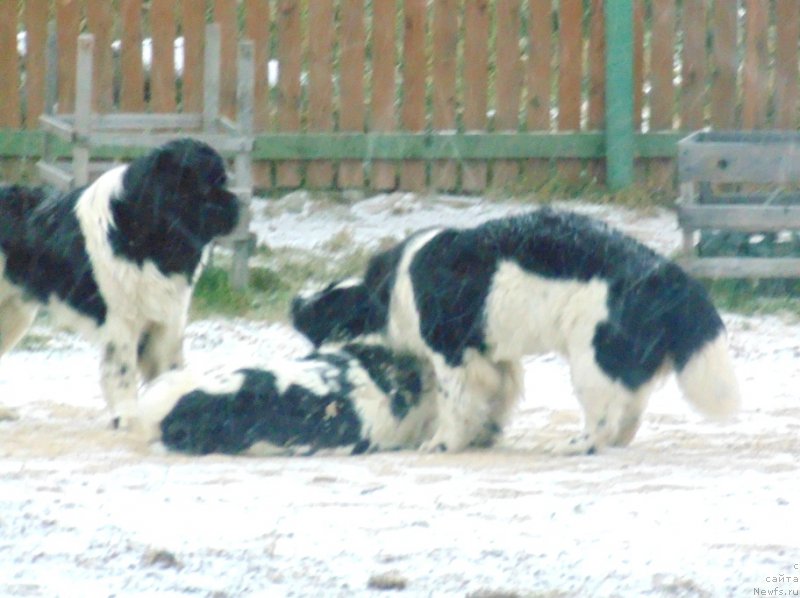 Фото: ньюфаундленд Баффи от Карельских Медведей