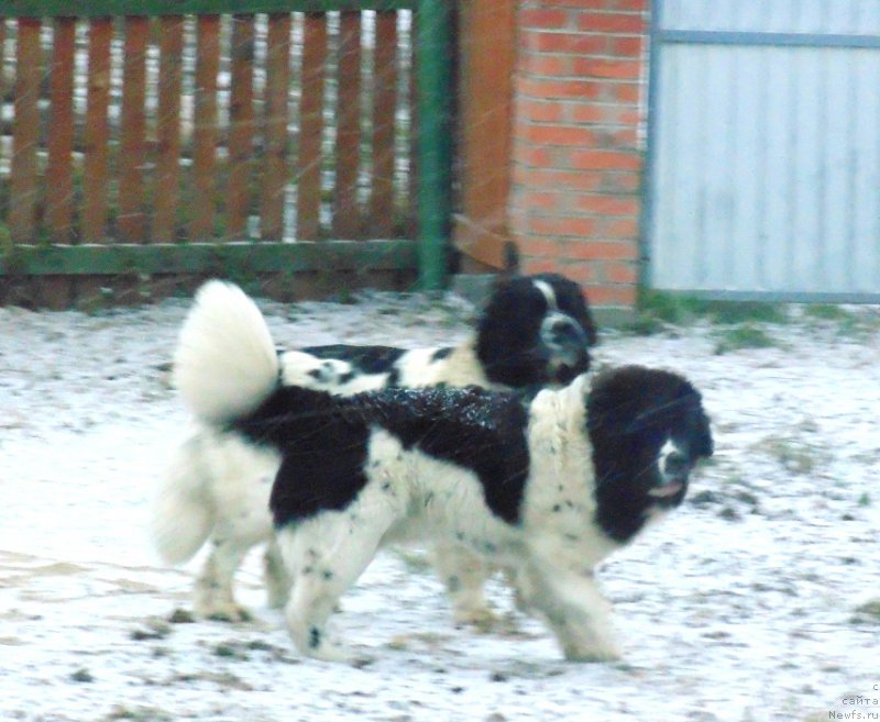 Фото: ньюфаундленд Баффи от Карельских Медведей
