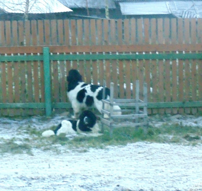 Фото: ньюфаундленд Супер Бизон Мелодия