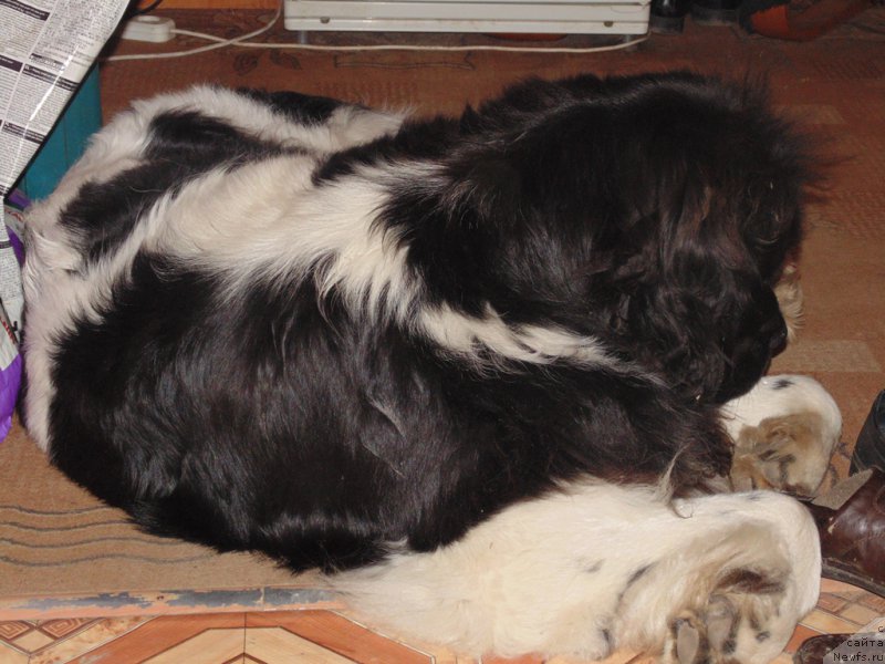 Фото: ньюфаундленд Супер Бизон Мелодия