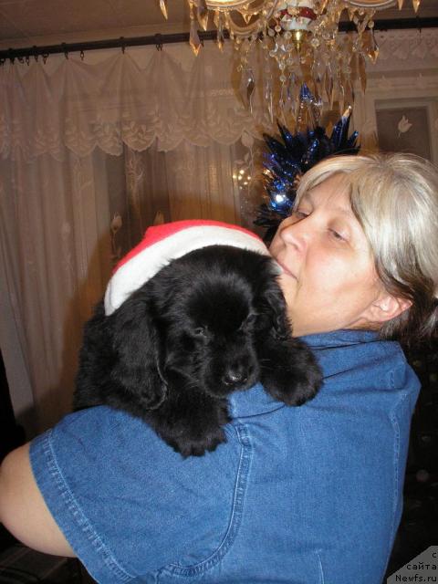 Фото: ньюфаундленд Оттава (Ottava)